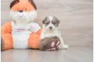 Adorable Bichpoo Poodle Mix Puppy