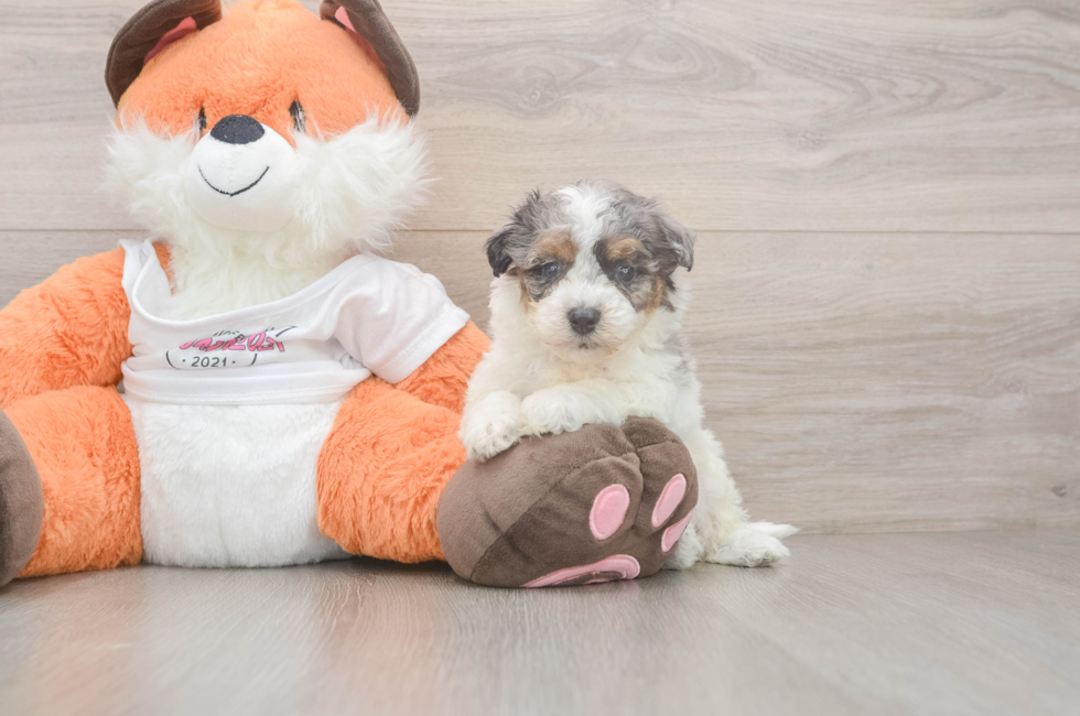5 week old Poochon Puppy For Sale - Florida Fur Babies