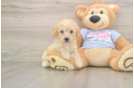 Fluffy Poochon Poodle Mix Pup