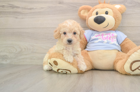 Fluffy Poochon Poodle Mix Pup