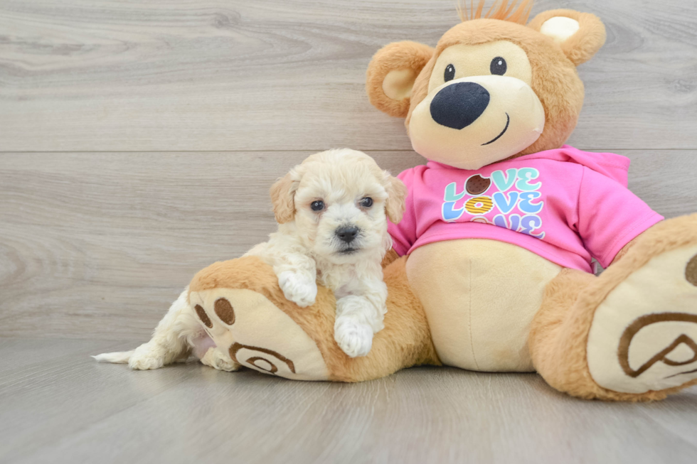 Playful Bichpoo Poodle Mix Puppy