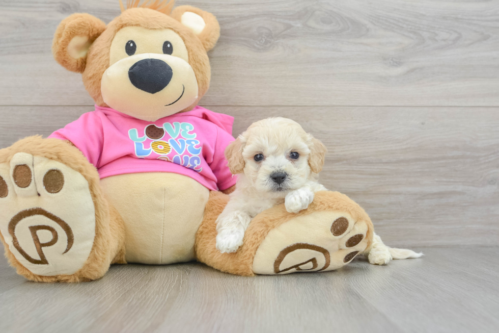 Fluffy Poochon Poodle Mix Pup