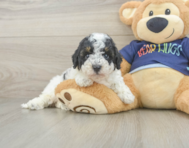 5 week old Poochon Puppy For Sale - Florida Fur Babies
