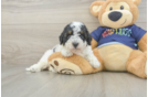 Small Poochon Baby