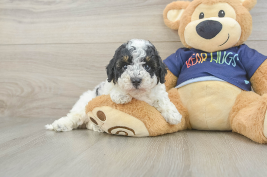 Small Poochon Baby