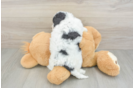 Poochon Puppy for Adoption