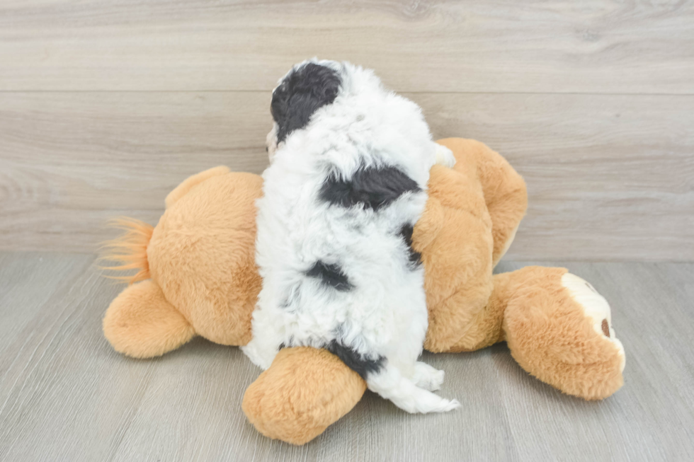 Poochon Puppy for Adoption