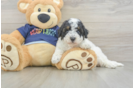 Poochon Puppy for Adoption