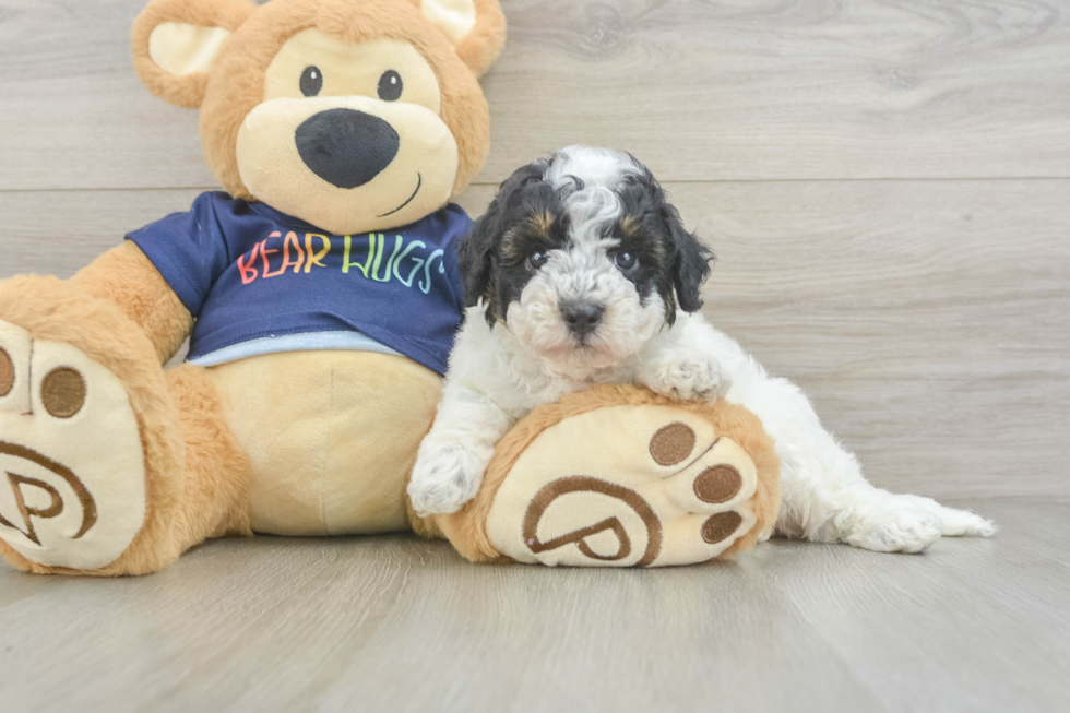 Poochon Puppy for Adoption