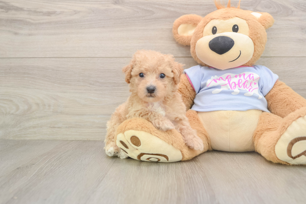 Poochon Pup Being Cute