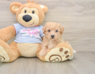 6 week old Poochon Puppy For Sale - Florida Fur Babies