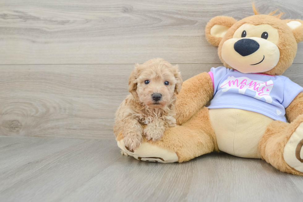 Friendly Poochon Baby