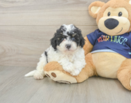 5 week old Poochon Puppy For Sale - Florida Fur Babies