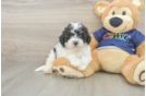 Poochon Puppy for Adoption