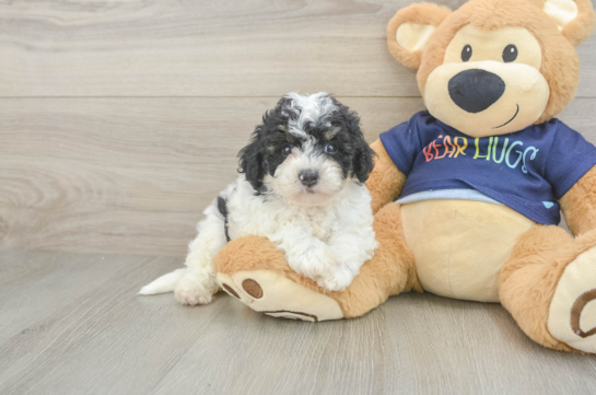 Poochon Puppy for Adoption