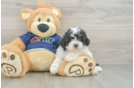 Best Poochon Baby