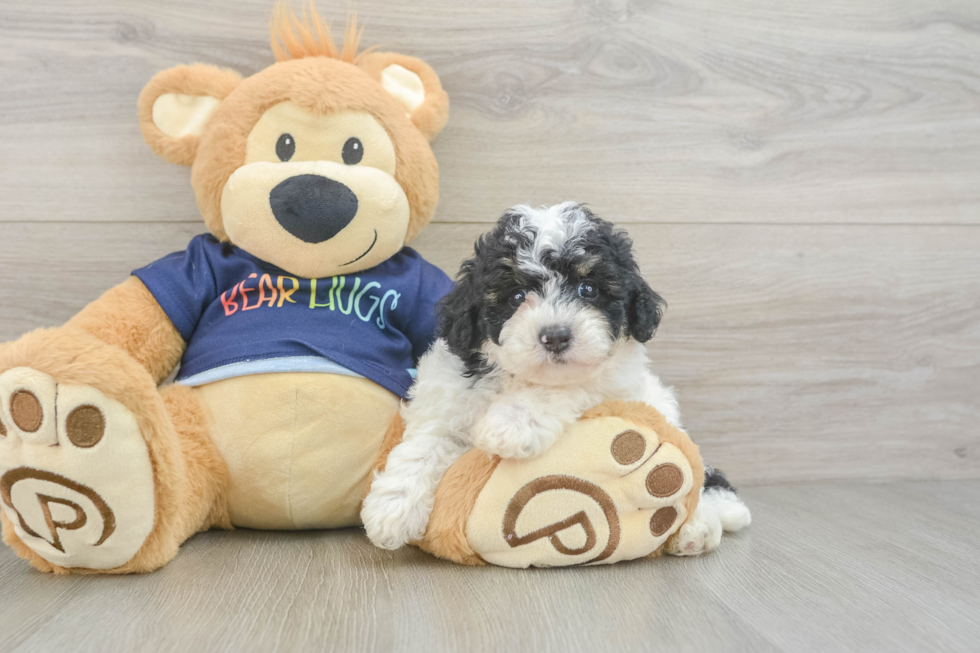 Best Poochon Baby