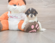 8 week old Poochon Puppy For Sale - Florida Fur Babies