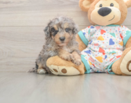 7 week old Poochon Puppy For Sale - Florida Fur Babies