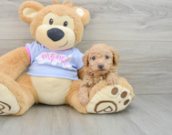 8 week old Poochon Puppy For Sale - Florida Fur Babies