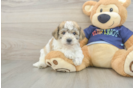 Little Bichpoo Poodle Mix Puppy