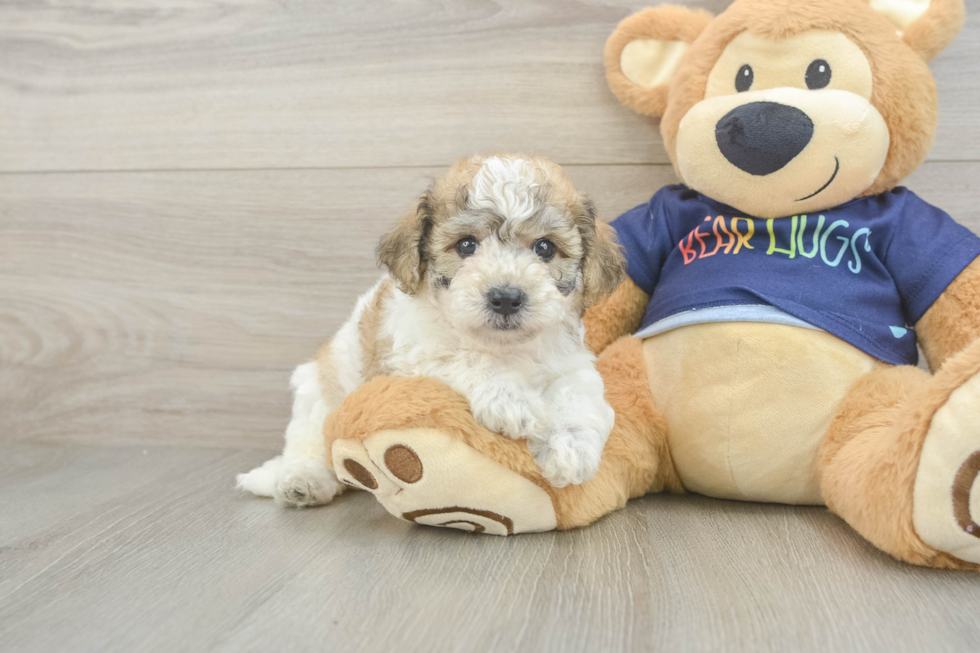 Little Bichpoo Poodle Mix Puppy