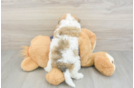 Poochon Puppy for Adoption