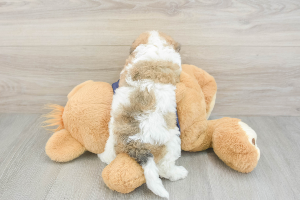 Poochon Puppy for Adoption