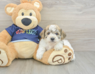 5 week old Poochon Puppy For Sale - Florida Fur Babies