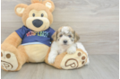 Friendly Poochon Baby