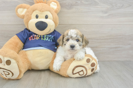 Friendly Poochon Baby