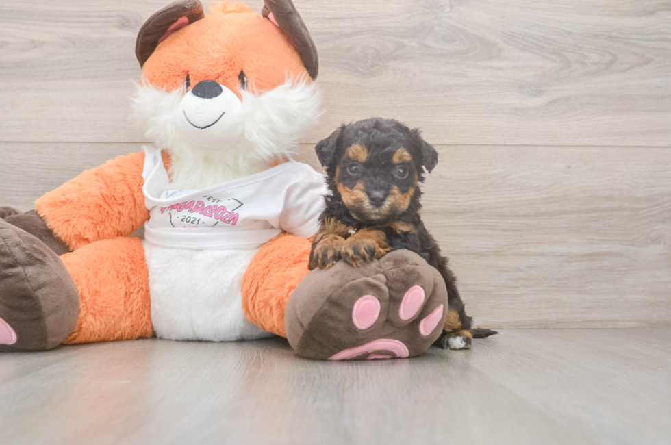 5 week old Poochon Puppy For Sale - Florida Fur Babies
