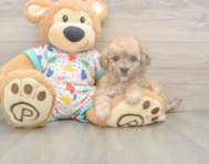 7 week old Poochon Puppy For Sale - Florida Fur Babies