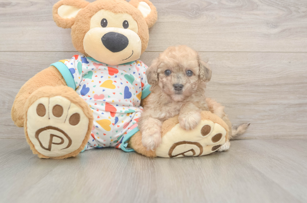 6 week old Poochon Puppy For Sale - Florida Fur Babies