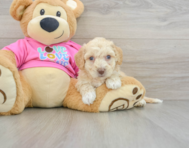 7 week old Poochon Puppy For Sale - Florida Fur Babies