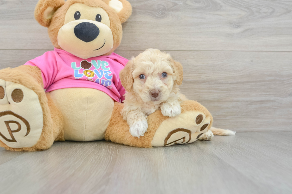 5 week old Poochon Puppy For Sale - Florida Fur Babies