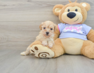 8 week old Poochon Puppy For Sale - Florida Fur Babies