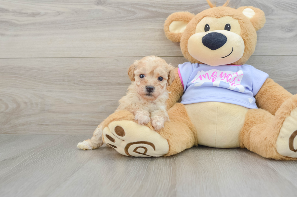 6 week old Poochon Puppy For Sale - Florida Fur Babies