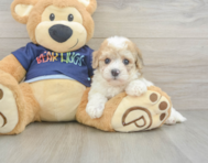 6 week old Poochon Puppy For Sale - Florida Fur Babies