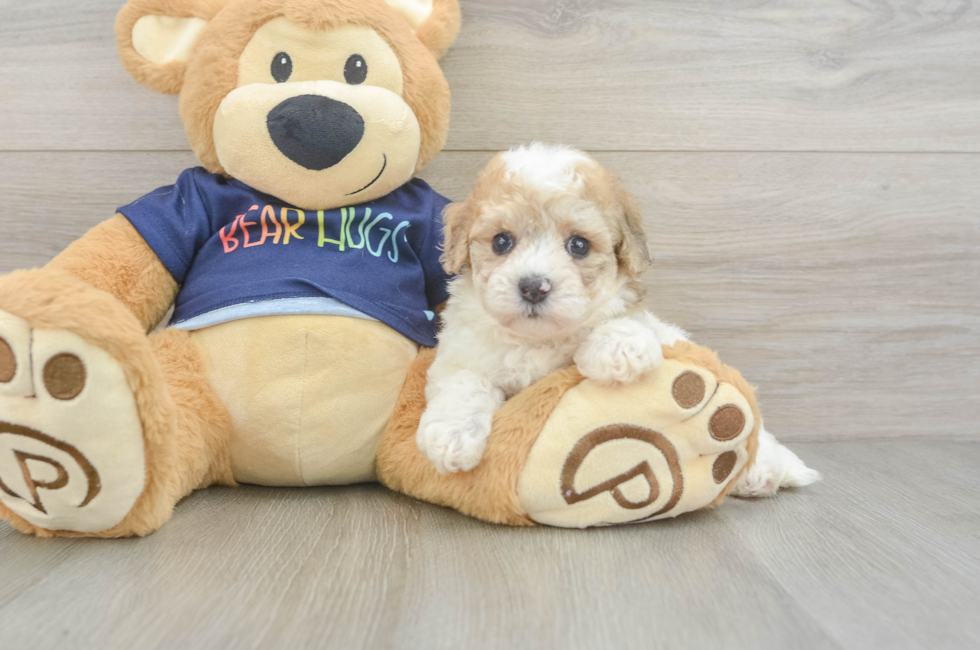 5 week old Poochon Puppy For Sale - Florida Fur Babies