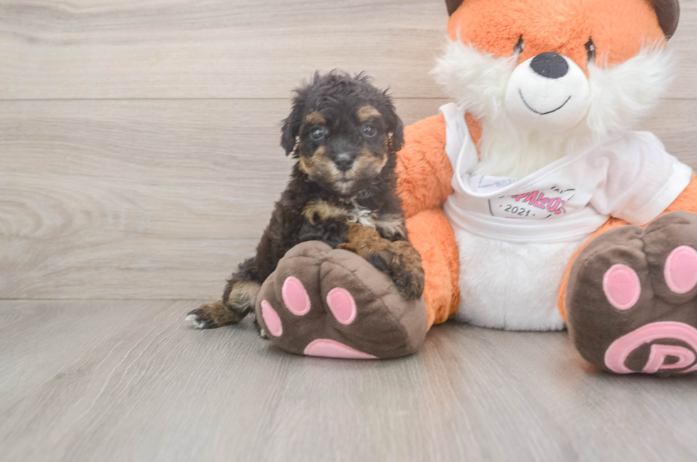 5 week old Poochon Puppy For Sale - Florida Fur Babies