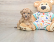 7 week old Poochon Puppy For Sale - Florida Fur Babies