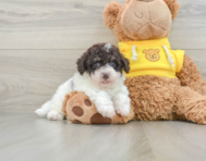 7 week old Poochon Puppy For Sale - Florida Fur Babies