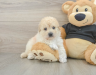 5 week old Poochon Puppy For Sale - Florida Fur Babies