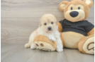 Smart Poochon Poodle Mix Pup