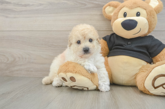 Smart Poochon Poodle Mix Pup