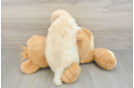 Best Poochon Baby