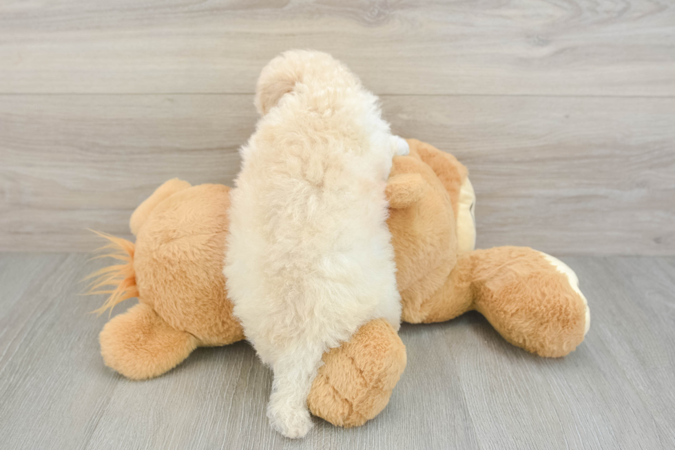 Best Poochon Baby