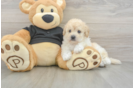 Poochon Pup Being Cute