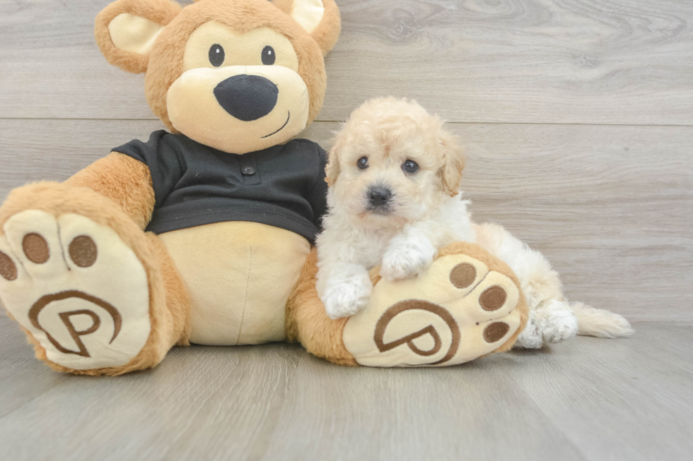 Poochon Pup Being Cute